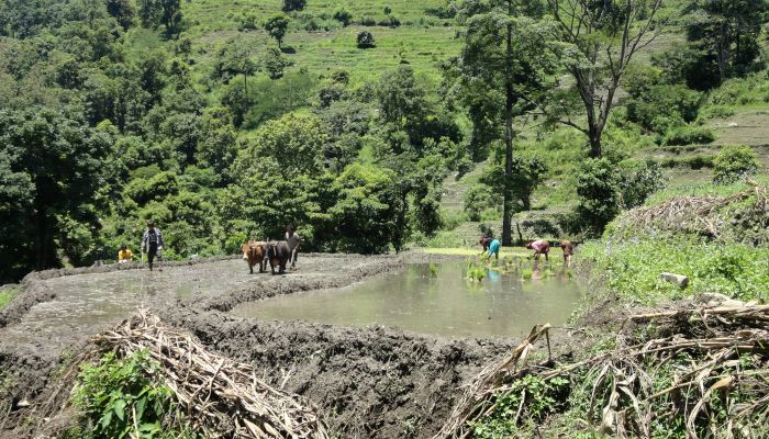 Conflict and Cooperation over REDD+ in Mexico, Nepal and Vietnam (CoCooR)
