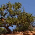 On the Interface between Moroccan Agdals and the Arganeraie Biosphere Reserve