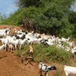 Socio-Ecological Heritization of Indigenous People and Community Conserved Areas in Taita hills, Kenya